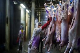 رونمایی از دستورالعمل ملی کشتارگاه‌های صنعتی دام