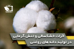 اثرات خشکسالی و تنش گرمایی در تولید دانه های روغنی(انبه)