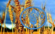 ایران امسال بیشتر از متوسط 5 ساله غله تولید می‌کند