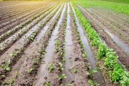 بحران برنج در آسیا و آفریقا؛ تغییرات اقلیمی معیشت کشاورزان را تهدید می‌کند