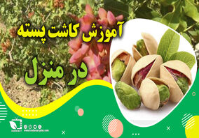 آموزش کاشت پسته در منزل