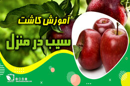 آموزش کاشت سیب در منزل