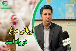 مشکل گرانی مرغ در چند روز آینده حل می شود