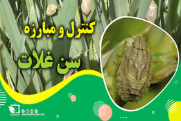 کشاورزپیشرو/ کنترل و مبارزه با سن گندم