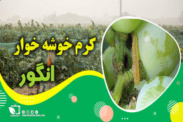 کشاورزپیشرو/ کنترل و مبارزه با کرم خوشه خوار انگور