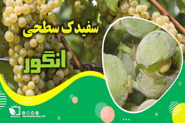 کشاورزپیشرو/ کنترل و مبارزه با سفیدک سطحی انگور