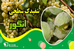کشاورزپیشرو/ کنترل و مبارزه با سفیدک سطحی انگور