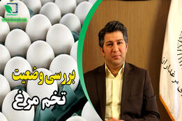 اتحادیه مرغداران به دنبال صادرات تخم مرغ برای جلوگیری از ضرر تولیدکنندگان است