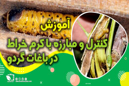 کشاورزپیشرو/ این قسمت کنترل و مبارزه کنترل و مبارزه کرم خراط