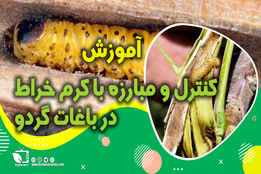 کشاورزپیشرو/ این قسمت کنترل و مبارزه کنترل و مبارزه کرم خراط