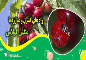 کشاورز پیشرو/ راه های کنترل و مبارزه با مگس گیلاس