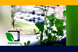 روش کشت چند گیاه دارویی در منزل