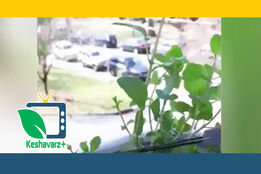 روش کشت چند گیاه دارویی در منزل