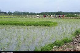 طرحی که واردات برنج را به صفر می رساند