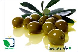 مراحل تولید روغن زیتون