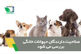 صلاحیت دارندگان حیوانات خانگی باید بررسی شود