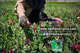 درآمد زایی با کشت گیاهان دارویی نسبت به کم آبی و شوری منطقه