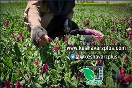 درآمد زایی با کشت گیاهان دارویی نسبت به کم آبی و شوری منطقه