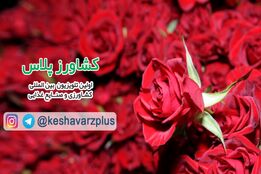 آموزش نگهداری گل رز در منزل از زبان غرفه داران نمایشگاه گل و گیاه تهران