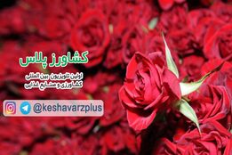 آموزش نگهداری گل رز در منزل از زبان غرفه داران نمایشگاه گل و گیاه تهران