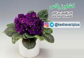 آموزش نگهداری گل بنفشه آفریقایی در منزل از زبان غرفه داران نمایشگاه گل و گیاه تهران