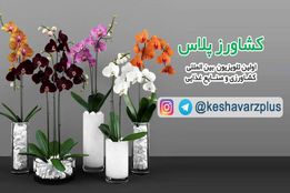 آموزش نگهداری گل ارکیده در منزل از زبان غرفه داران نمایشگاه گل و گیاه تهران