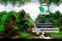 آموزش نگهداری گیاهان سازگار در آکواریوم – هفدهمین نمایشگاه گل و گیاه تهران