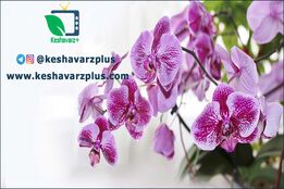 آموزش قلمه زدن گل ارکیده (قسمت دوم)