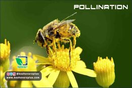 اهمیت گرده افشانی در آینده غذایی انسانها و زمین(دوبله اختصاصی)
