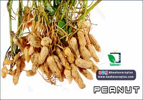 آموزش کاشت بادام زمینی به روش آسان در منزل(دوبله اختصاصی)