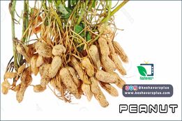 آموزش کاشت بادام زمینی به روش آسان در منزل(دوبله اختصاصی)