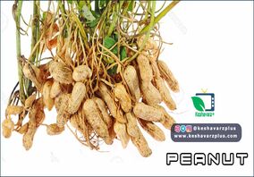 آموزش کاشت بادام زمینی به روش آسان در منزل(دوبله اختصاصی)