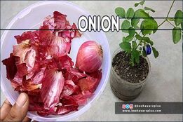 آموزش تهیه کود خانگی با استفاده از پوست پیاز به روش آسان