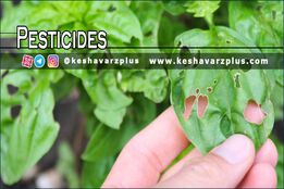 آموزش ساخت آفت کش خانگی با روشی کاملا آسان در منزل
