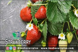 آموزش کاشت توت فرنگی در منزل به روشی ساده(دوبله اختصاصی)