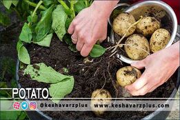 آموزش کاشت سیب زمینی در گلدان به روشی آسان در منزل(دوبله اختصاصی)