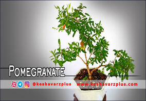 آموزش کامل کاشت انار در گلدان با روشی آسان(دوبله اختصاصی)