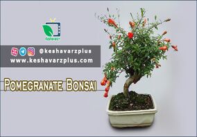 آموزش ساده از درست کردن درخچه بنسای انار(دوبله اختصاصی)