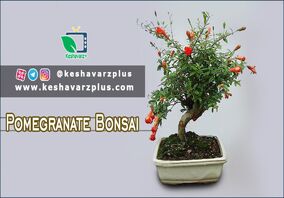 آموزش ساده از درست کردن درخچه بنسای انار(دوبله اختصاصی)