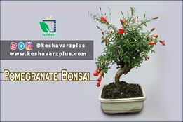 آموزش ساده از درست کردن درخچه بنسای انار(دوبله اختصاصی)