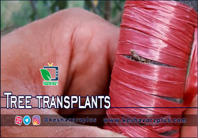 آموزش پیوند T و پیوند اسکنه ای زیتون (ویدیو ارسالی از مخاطبین کشاورز پلاس)