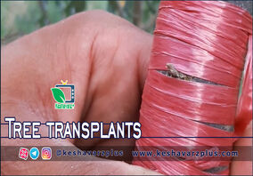 آموزش پیوند T و پیوند اسکنه ای زیتون (ویدیو ارسالی از مخاطبین کشاورز پلاس)