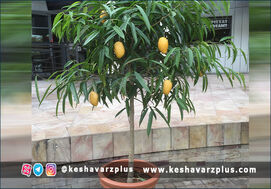 آموزش کاشت انبه در گلدان با روشی آسان (دوبله اختصاصی)