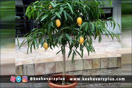 آموزش کاشت انبه در گلدان با روشی آسان (دوبله اختصاصی)