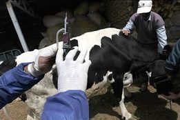 بذر واکسن ویروس تب برفکی در کشور تولید شد