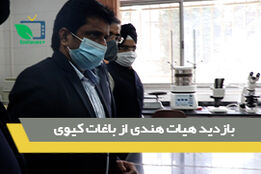 بازدید هیات هندی از باغات کیوی ایران