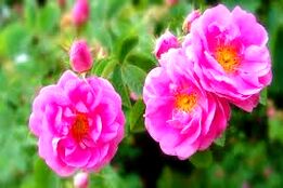 ایران، سرزمین گل محمدی