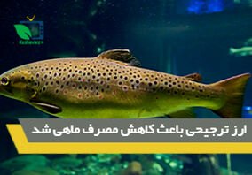 3 برابر شدن قیمت ماهی از مزرعه تا سفره