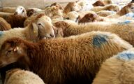 ایمن‌سازی دام سبک در مقابل تب برفکی در اولویت قرار گرفت