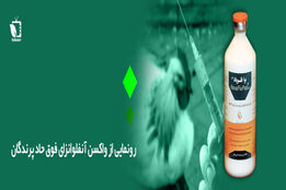 رونمایی از واکسن آنفلوآنزای فوق حاد پرندگان